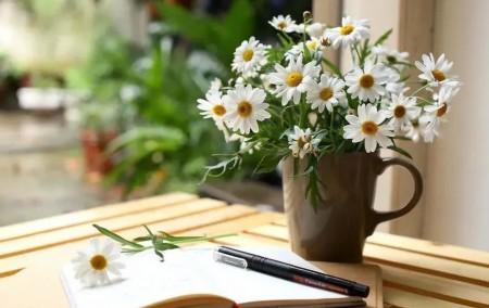 Tử vi tuần mới (29/6-5/7/2026): Tuổi Tý tinh thần phấn chấn, tuổi Dần tự lực cánh sinh