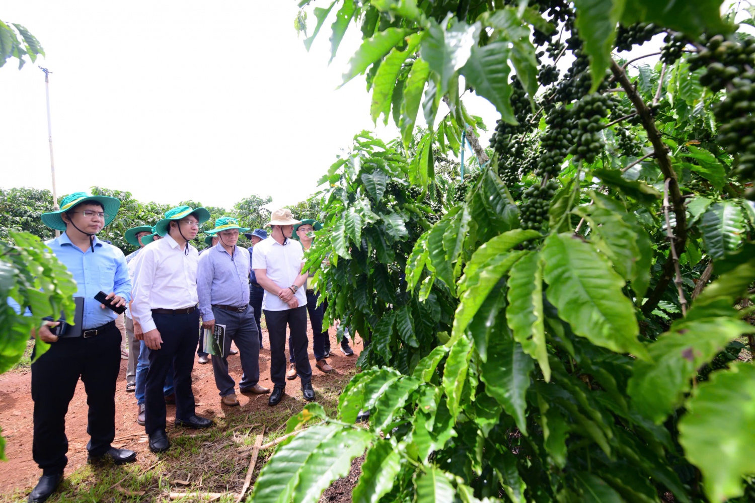 Phân bón Cà Mau đồng hành nâng chất lượng cà phê Robusta Việt từ gốc