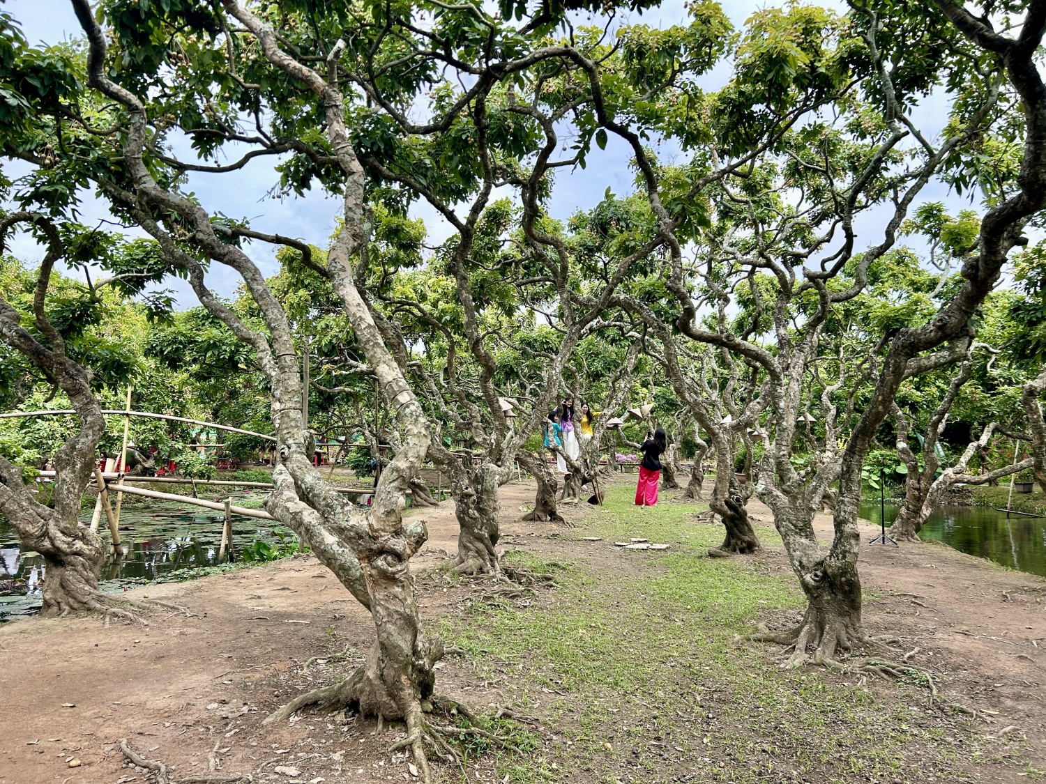 Cồn Sơn (TP Cần Thơ) – “ốc đảo xanh” trỗi dậy nhờ sức dân và cách làm du lịch tử tế Cồn Sơn (TP Cần Thơ) – “ốc đảo xanh” trỗi dậy nhờ sức dân và cách làm du lịch tử tế