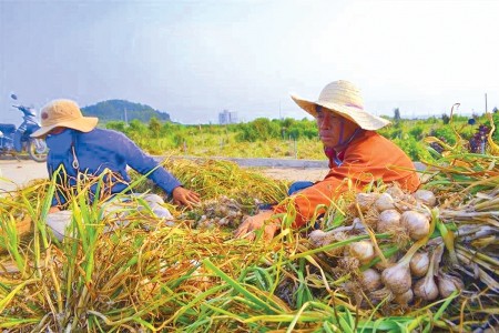 Tỏi Lý Sơn - “Đại sứ” của đảo tiền tiêu