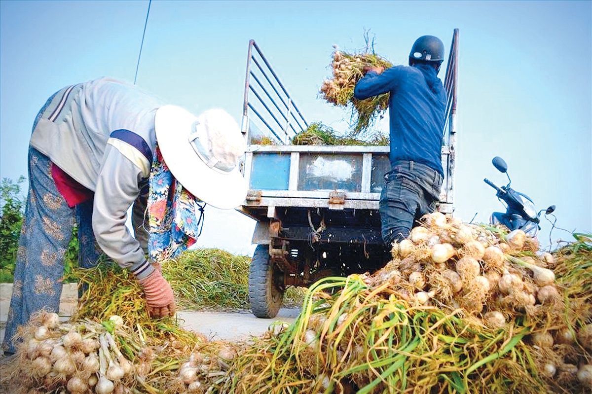 Tỏi Lý Sơn - “Đại sứ” của đảo tiền tiêu Tỏi Lý Sơn - “Đại sứ” của đảo tiền tiêu