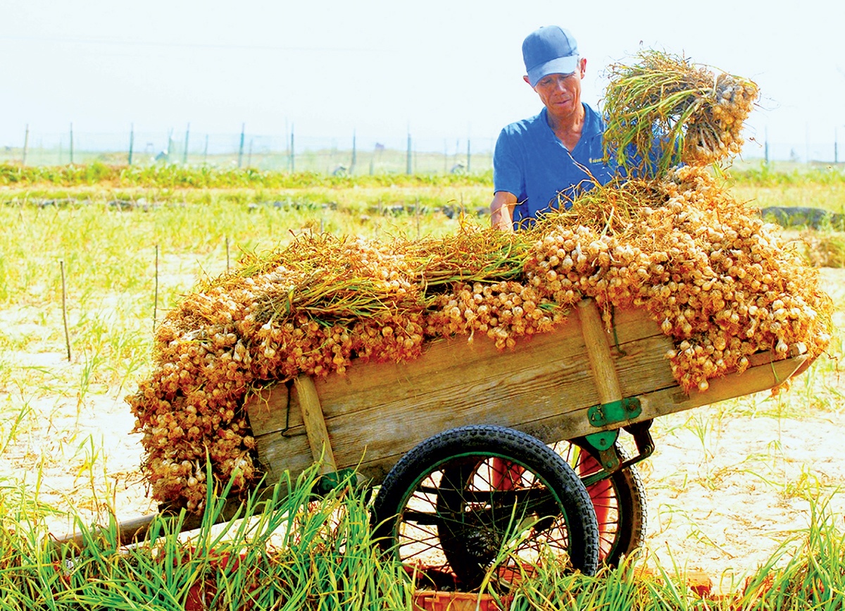 Tỏi Lý Sơn - “Đại sứ” của đảo tiền tiêu Tỏi Lý Sơn - “Đại sứ” của đảo tiền tiêu