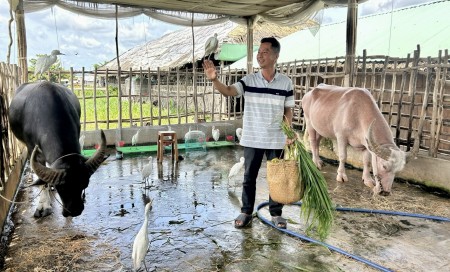 Màn "chào khách" độc lạ của trâu và đàn cò ở Cồn Sơn