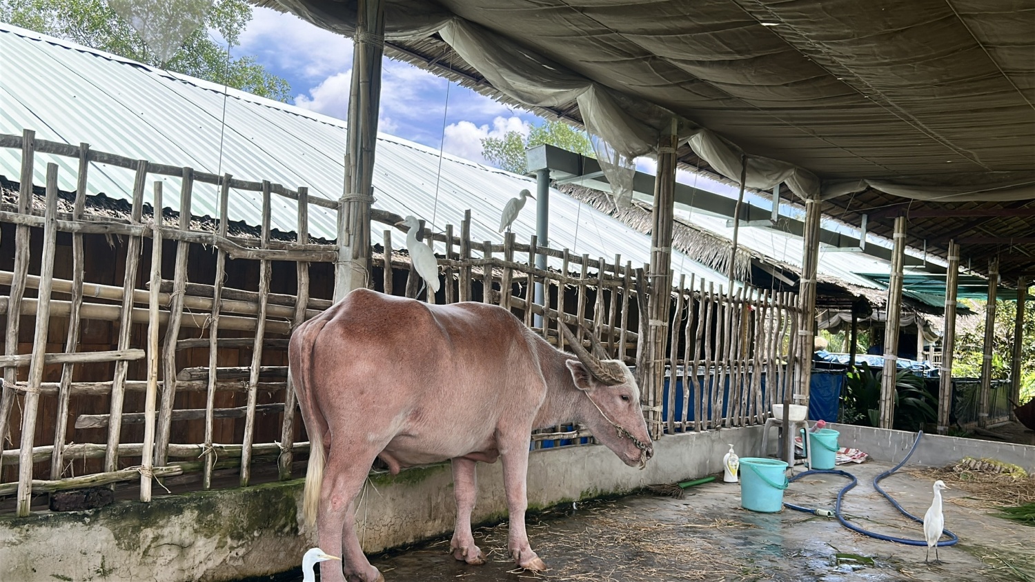 Trâu “chào khách”, cò đậu lưng trâu: Màn biểu diễn lạ hút khách ở Cồn Sơn