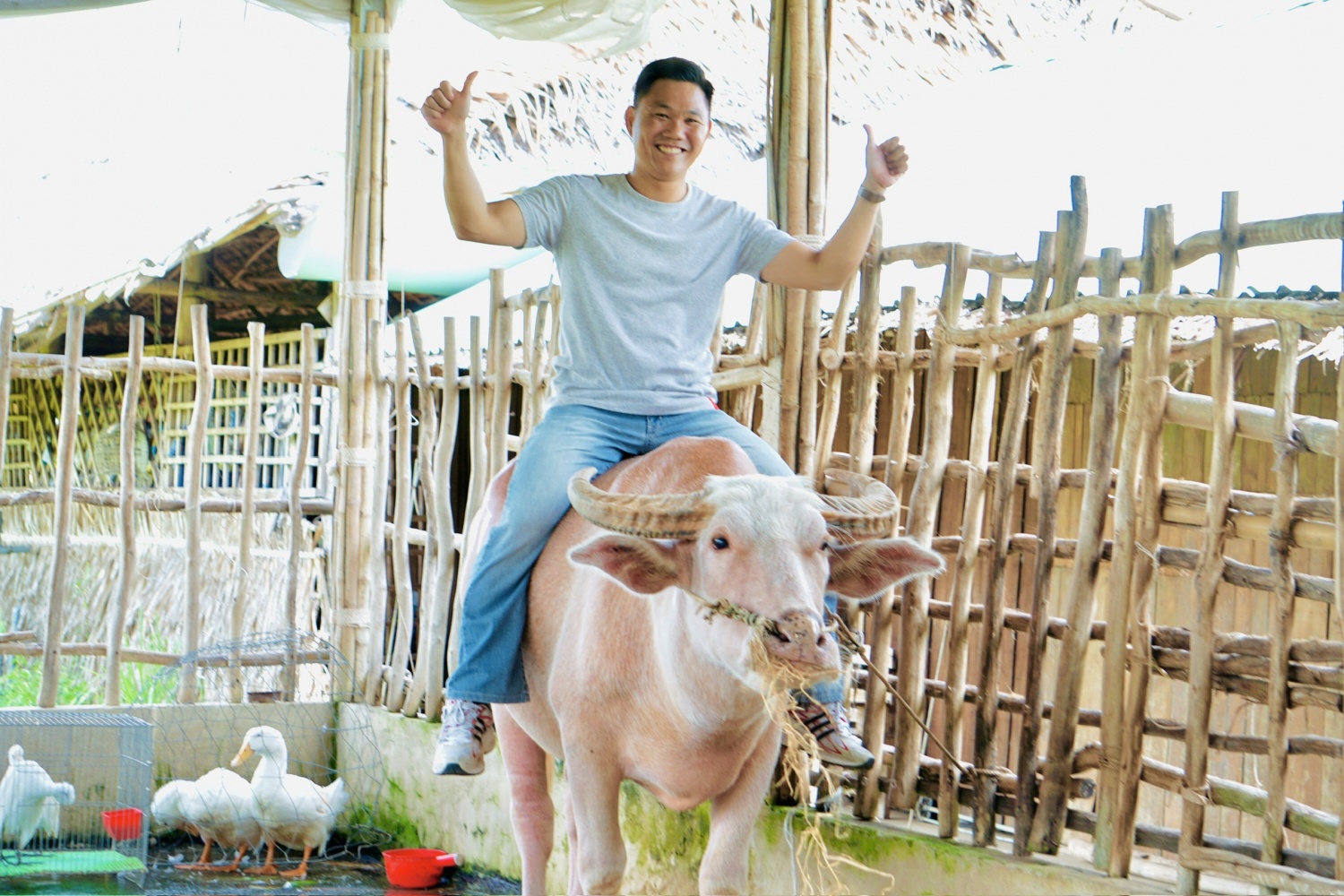 Trâu “chào khách”, cò đậu lưng trâu: Màn biểu diễn lạ hút khách ở Cồn Sơn
