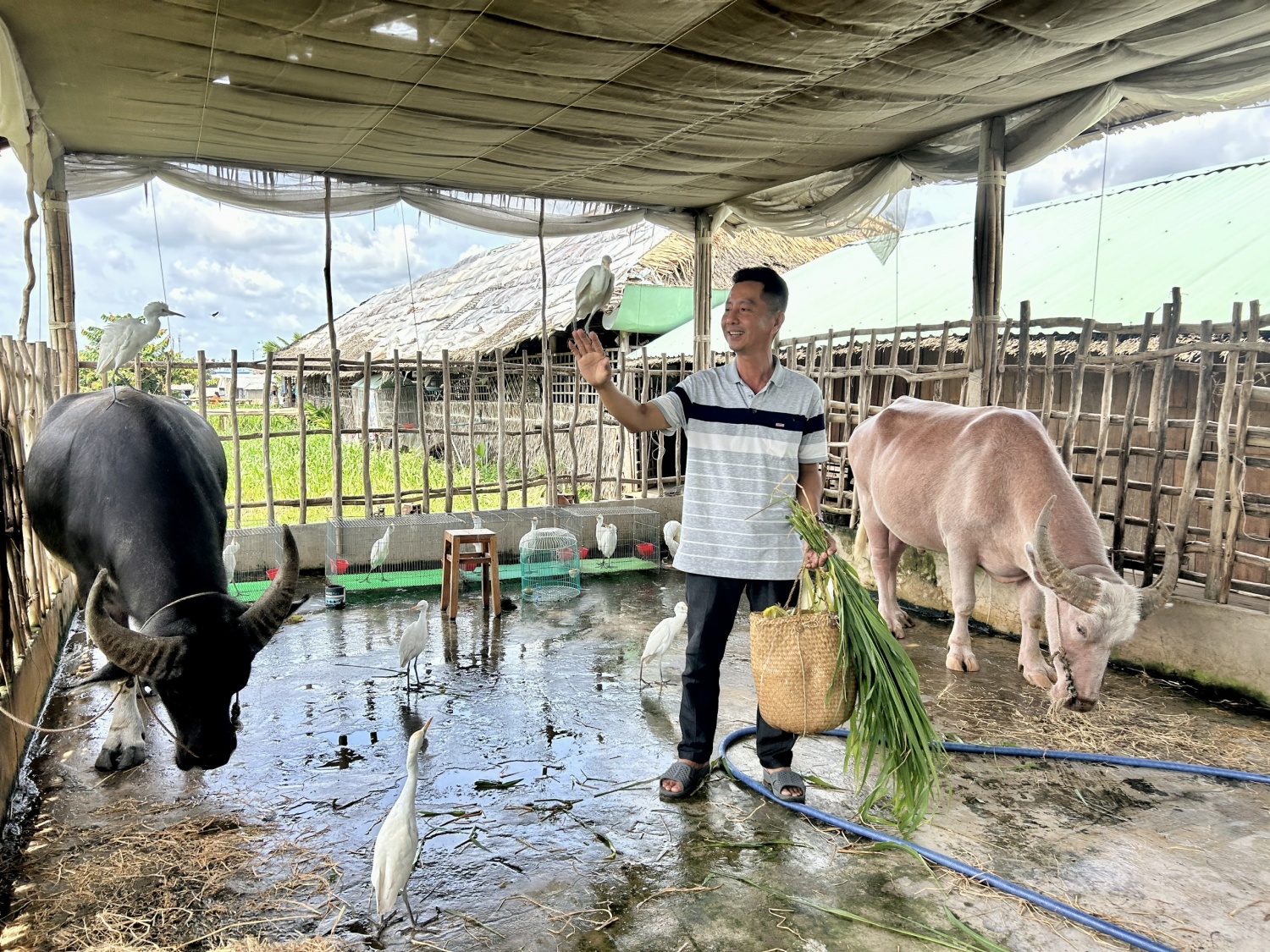 Trâu “chào khách”, cò đậu lưng trâu: Màn biểu diễn lạ hút khách ở Cồn Sơn