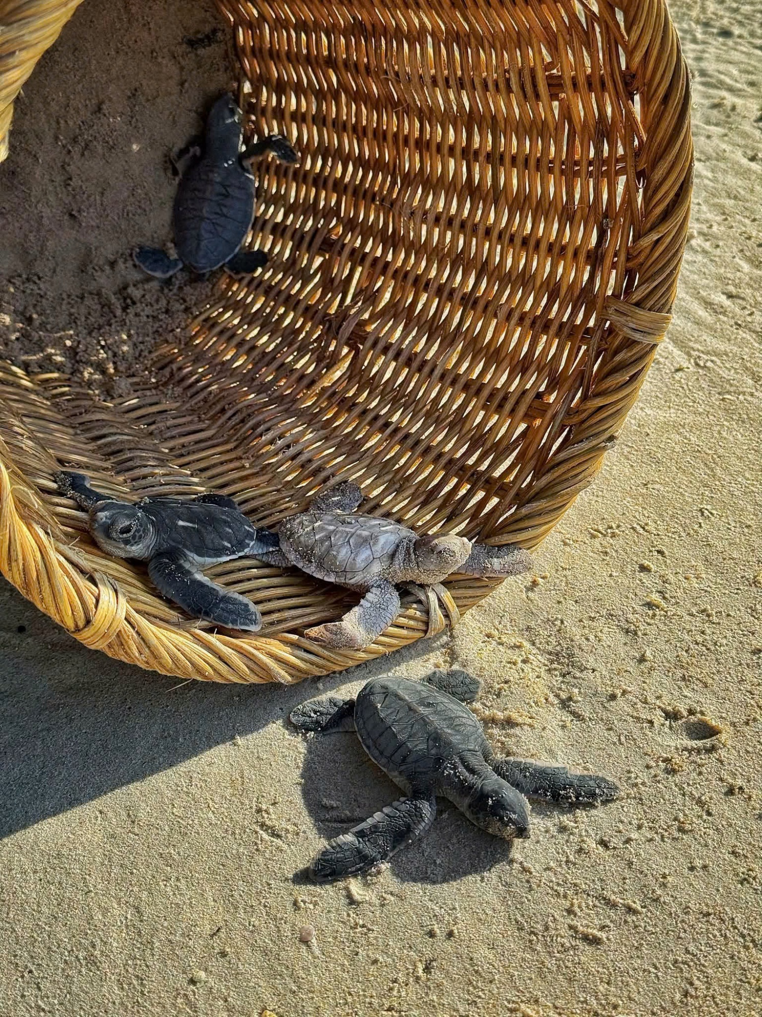 Rùa con được thả về biển vào sáng sớm khi các loài săn mồi chưa hoạt động mạnh. Rùa con được thả về biển vào sáng sớm khi các loài săn mồi chưa hoạt động mạnh.