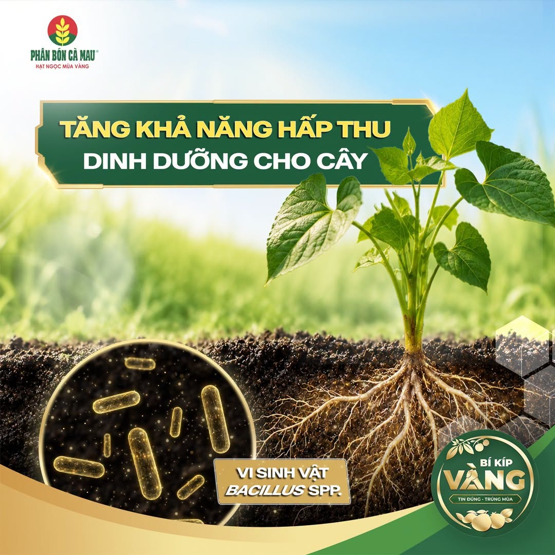 Urea Bio Cà Mau: Thêm giải pháp dinh dưỡng giúp cây trồng thích ứng phèn, mặn Urea Bio Cà Mau: Thêm giải pháp dinh dưỡng giúp cây trồng thích ứng phèn, mặn