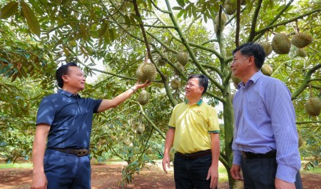 Bí quyết trồng sầu riêng cho nhiều trái loại A, lãi cao