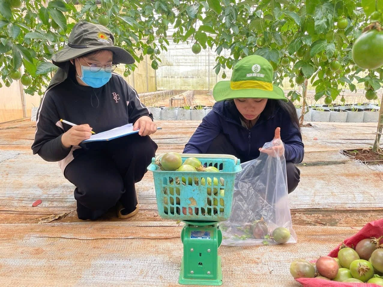 Thực tập sinh PVCFC trải nghiệm thực tế: Từ vườn khảo nghiệm đến những con số năng suất