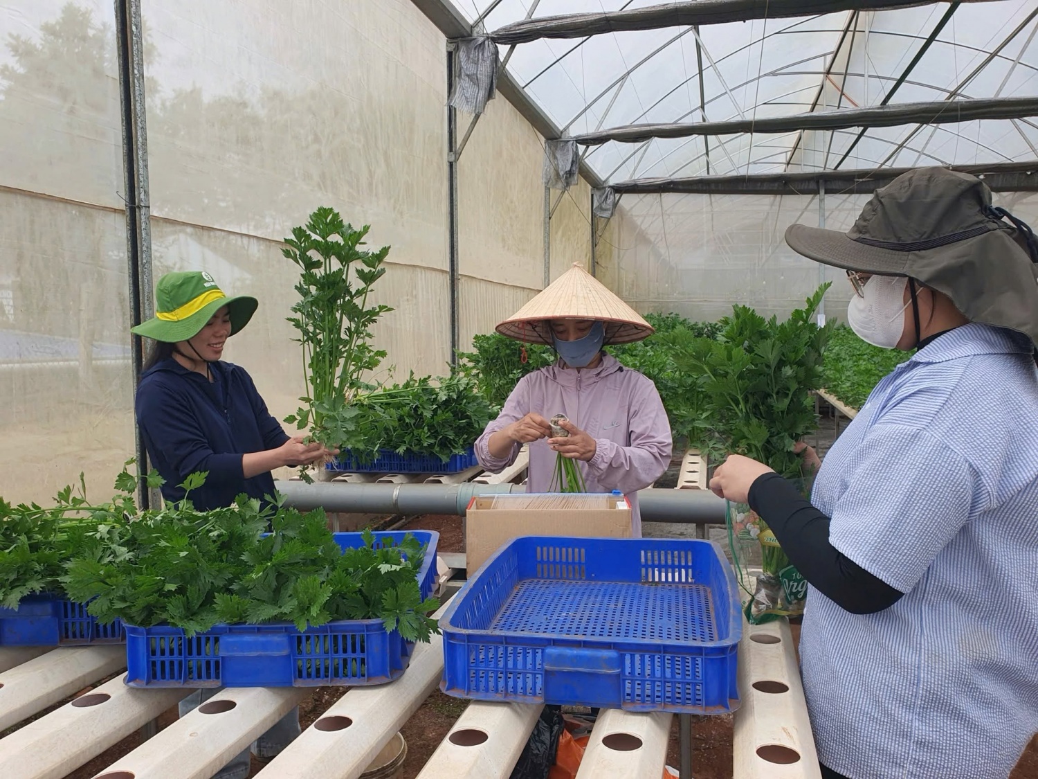Thực tập sinh PVCFC trải nghiệm thực tế: Từ vườn khảo nghiệm đến những con số năng suất