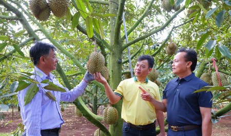 Phân bón Cà Mau: Mùa vàng thắng lớn nhờ dùng đúng "Bí kíp vàng"