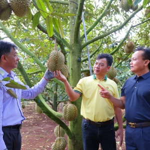 Phân bón Cà Mau: Mùa vàng thắng lớn nhờ dùng đúng 