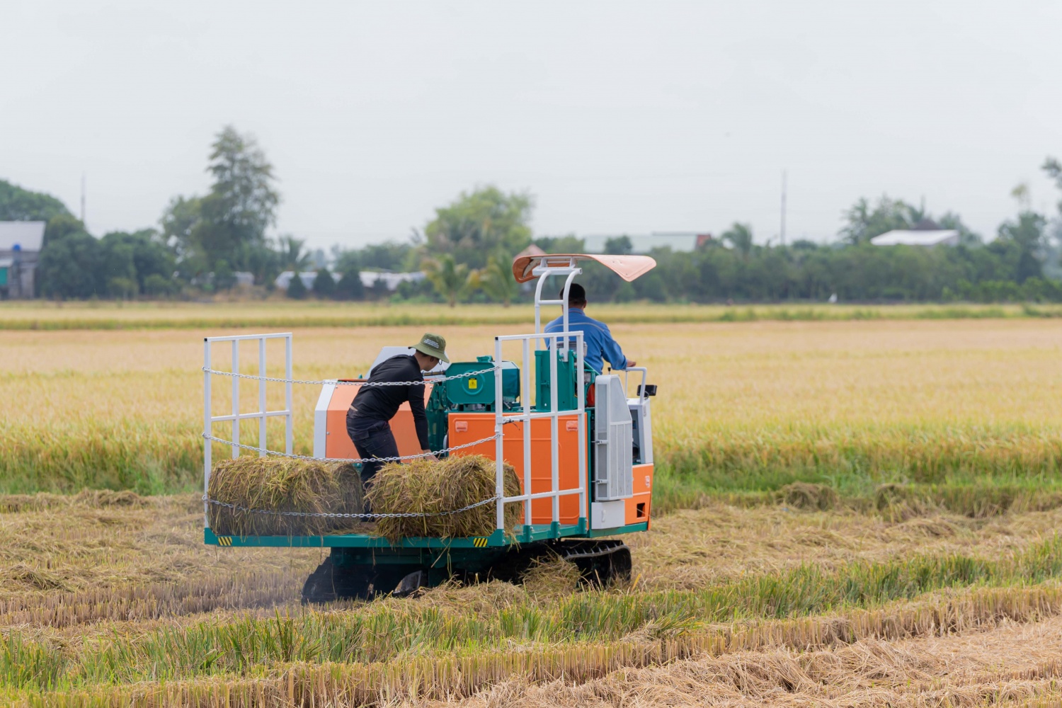 Phân bón Cà Mau mở lối canh tác lúa thích ứng biến đổi khí hậu Phân bón Cà Mau mở lối canh tác lúa thích ứng biến đổi khí hậu