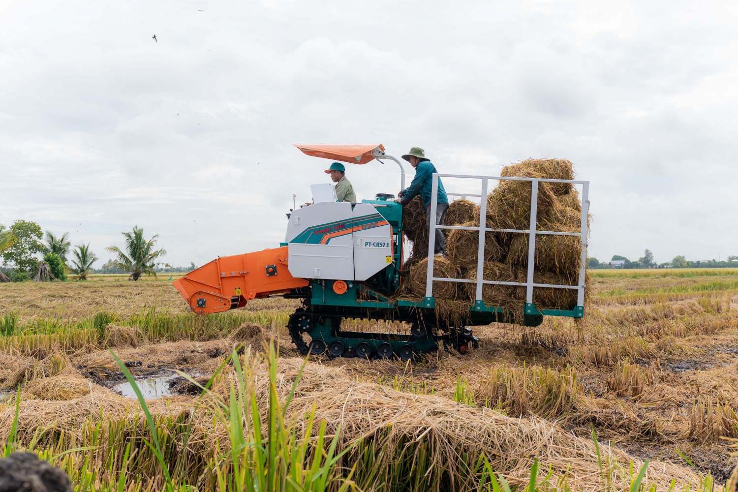 Phân bón Cà Mau mở lối canh tác lúa thích ứng biến đổi khí hậu Phân bón Cà Mau mở lối canh tác lúa thích ứng biến đổi khí hậu