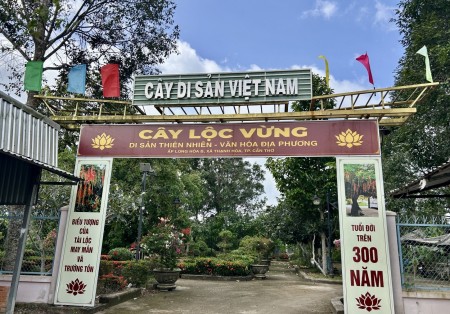Cây lộc vừng hơn 300 tuổi: Ký ức thời chiến và những giai thoại kỳ bí
