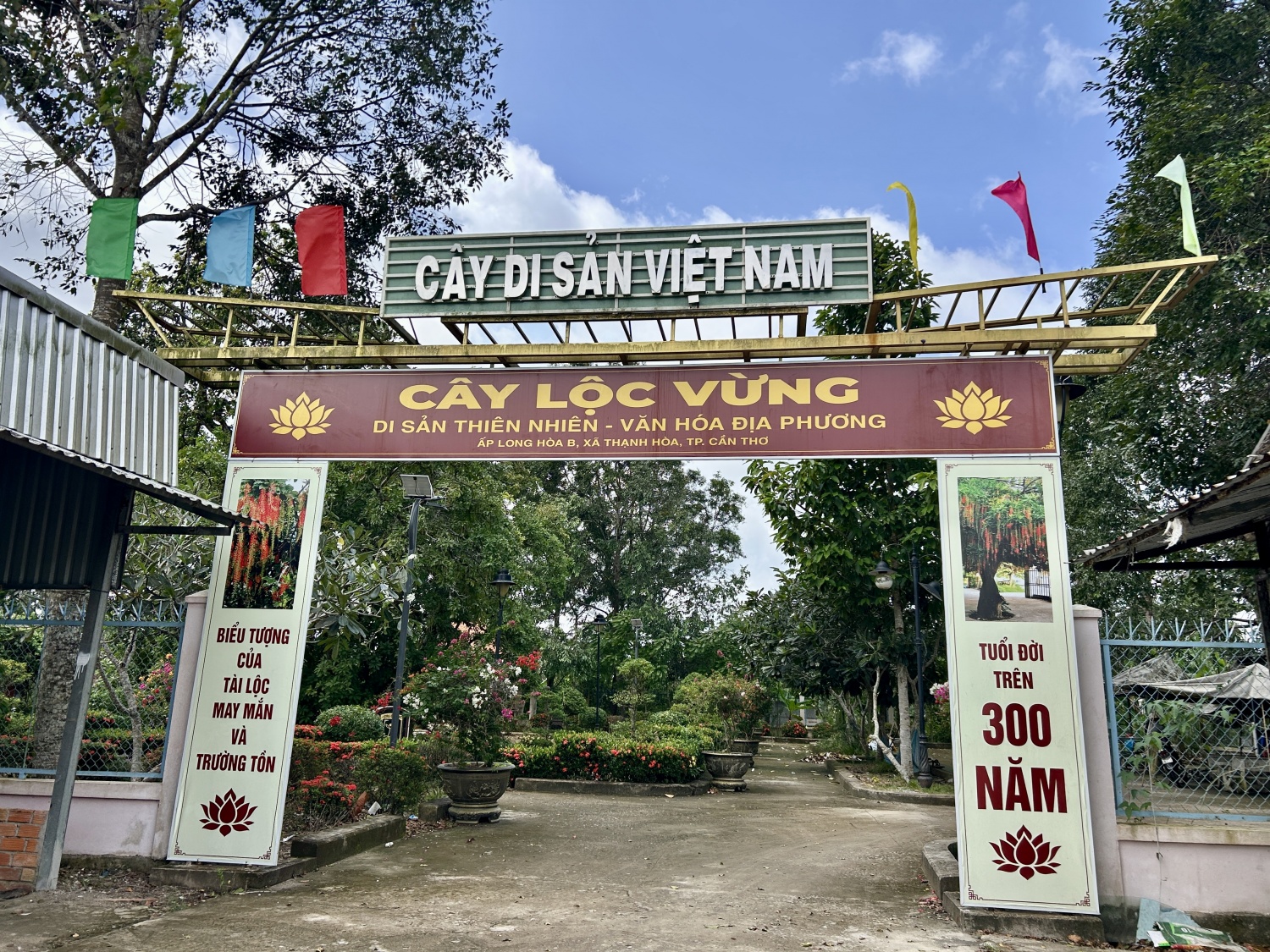 Thăm cây lộc vừng hơn 300 tuổi ở Cần Thơ