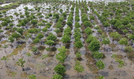 PVEP-NCS phủ xanh thêm 2 ha rừng ngập mặn tại Cà Mau