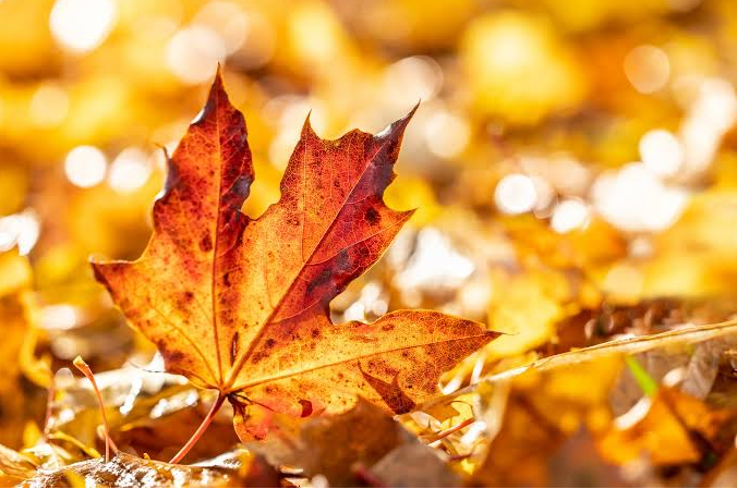 Tử vi tuần mới 5/10 - 11/10/2026: Tuổi Sửu tháo gỡ vướng mắc, tuổi Mùi cần kiên nhẫn hơn Tử vi tuần mới 5/10 - 11/10/2026: Tuổi Sửu tháo gỡ vướng mắc, tuổi Mùi cần kiên nhẫn hơn