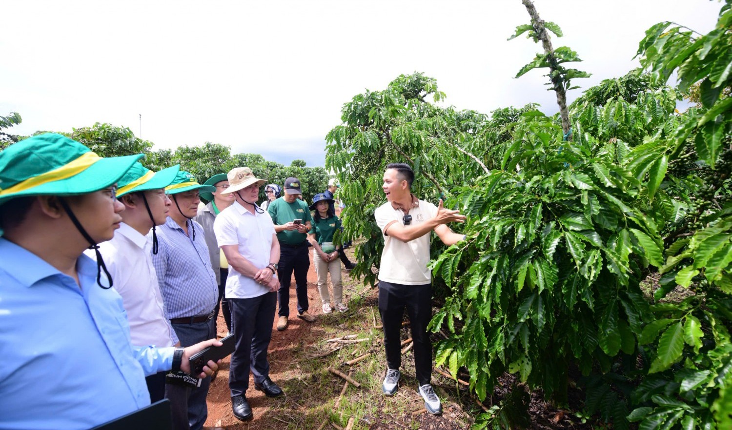 Phân Bón Cà Mau khẳng định thương hiệu Robusta Việt từ chất lượng vùng trồng