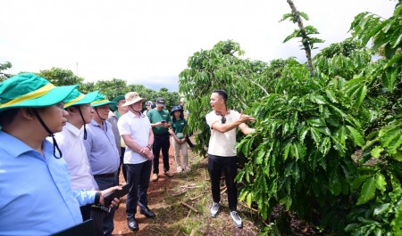 Phân Bón Cà Mau khẳng định thương hiệu Robusta Việt từ chất lượng vùng trồng