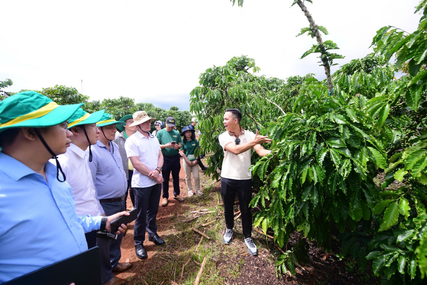 Phân Bón Cà Mau khẳng định thương hiệu Robusta Việt từ chất lượng vùng trồng