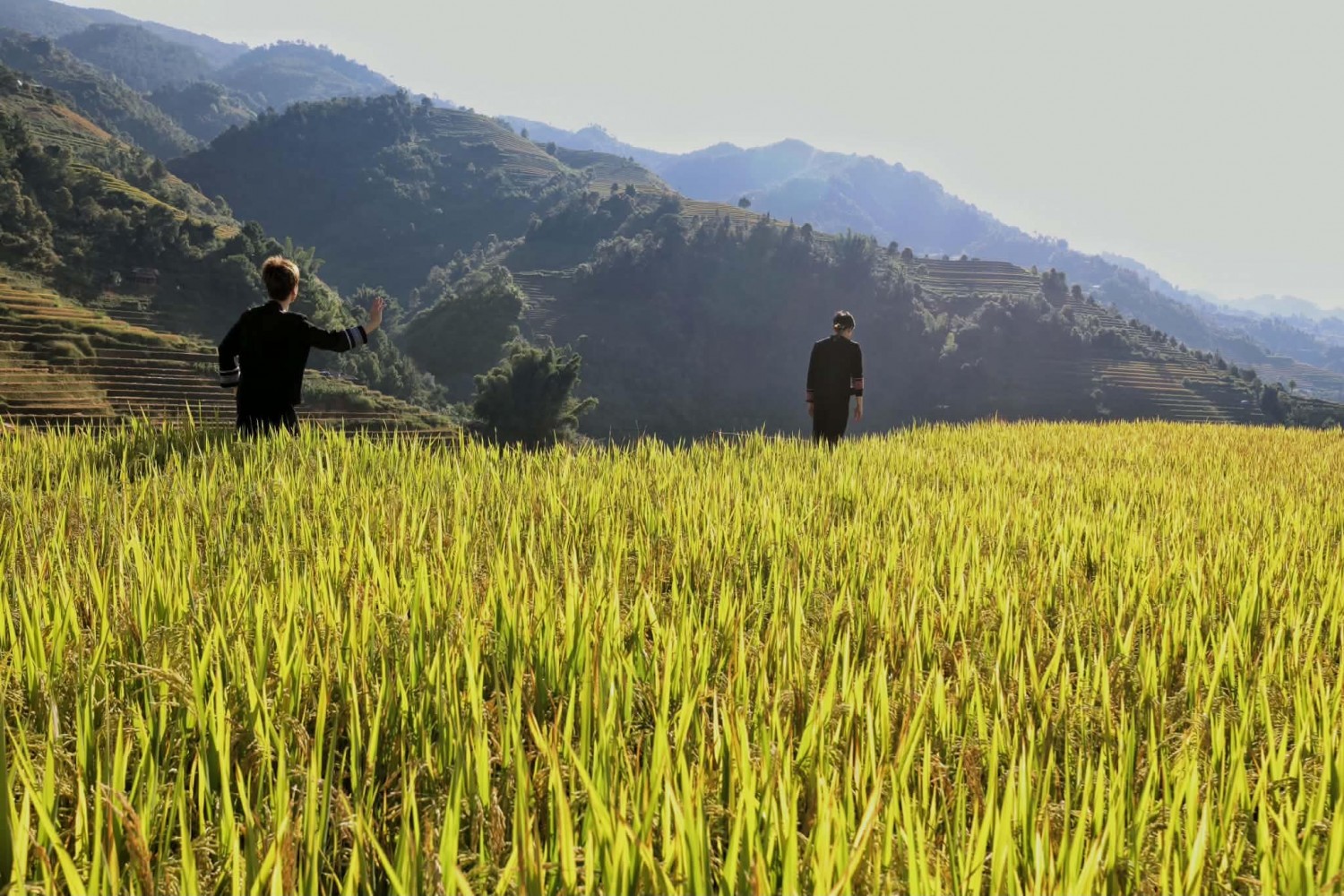 [Chùm ảnh] Mù Cang Chải rực rỡ sắc vàng mùa lúa chín