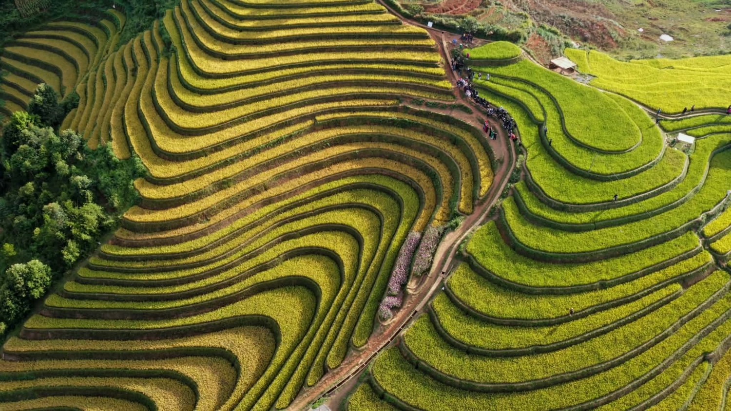 [Chùm ảnh] Mù Cang Chải rực rỡ sắc vàng mùa lúa chín