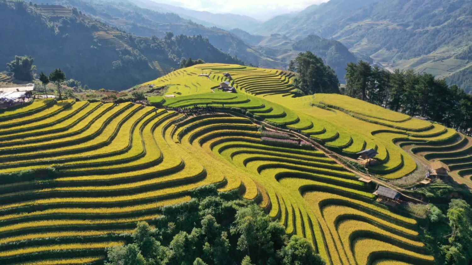[Chùm ảnh] Mù Cang Chải rực rỡ sắc vàng mùa lúa chín