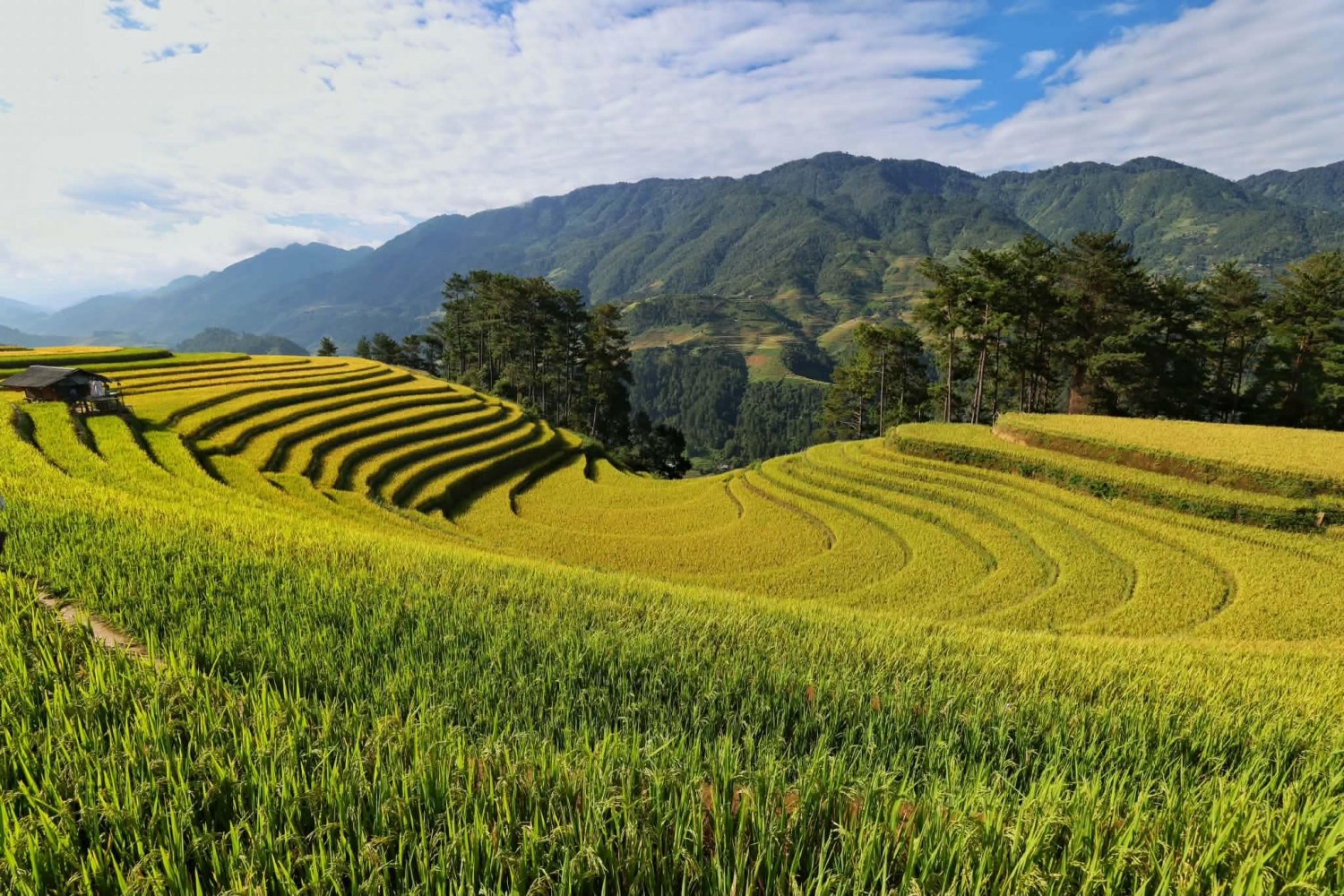 [Chùm ảnh] Mù Cang Chải rực rỡ sắc vàng mùa lúa chín