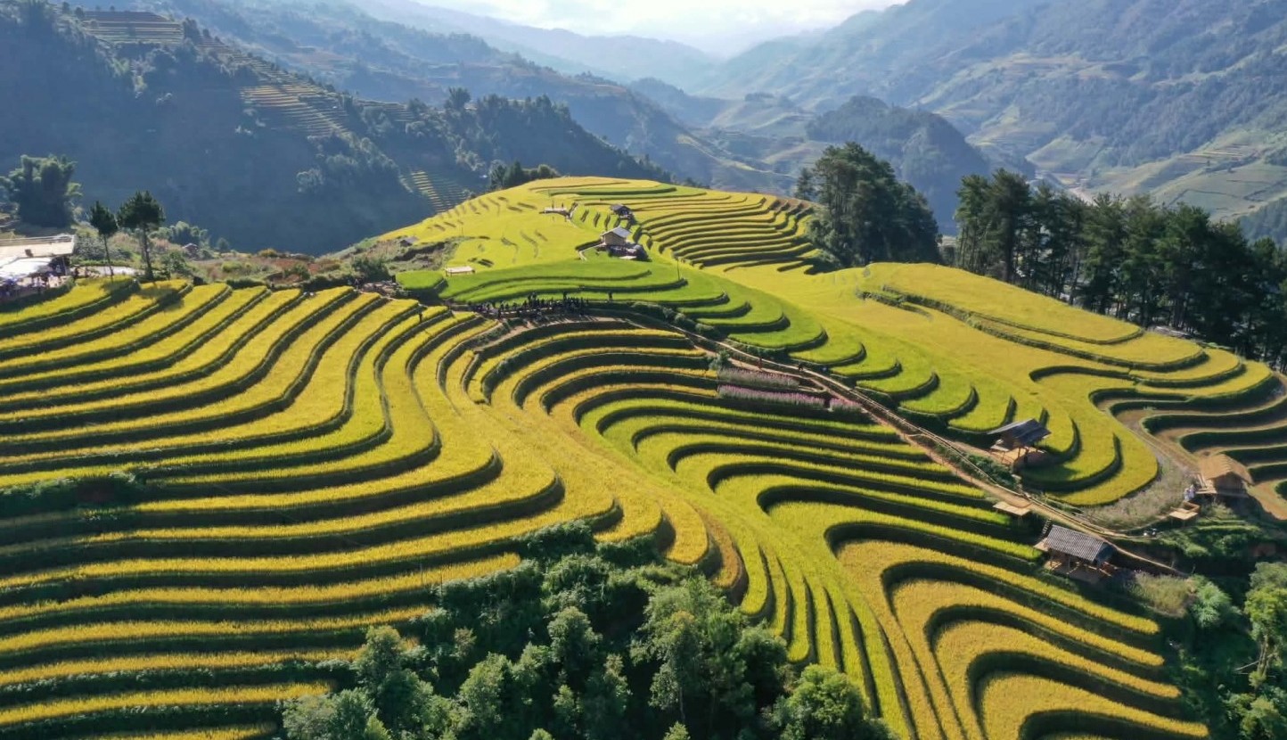 [Chùm ảnh] Mù Cang Chải rực rỡ sắc vàng mùa lúa chín