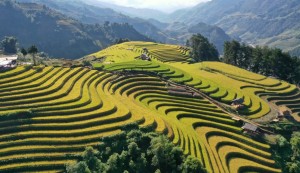 [Chùm ảnh] Mù Cang Chải rực rỡ sắc vàng mùa lúa chín