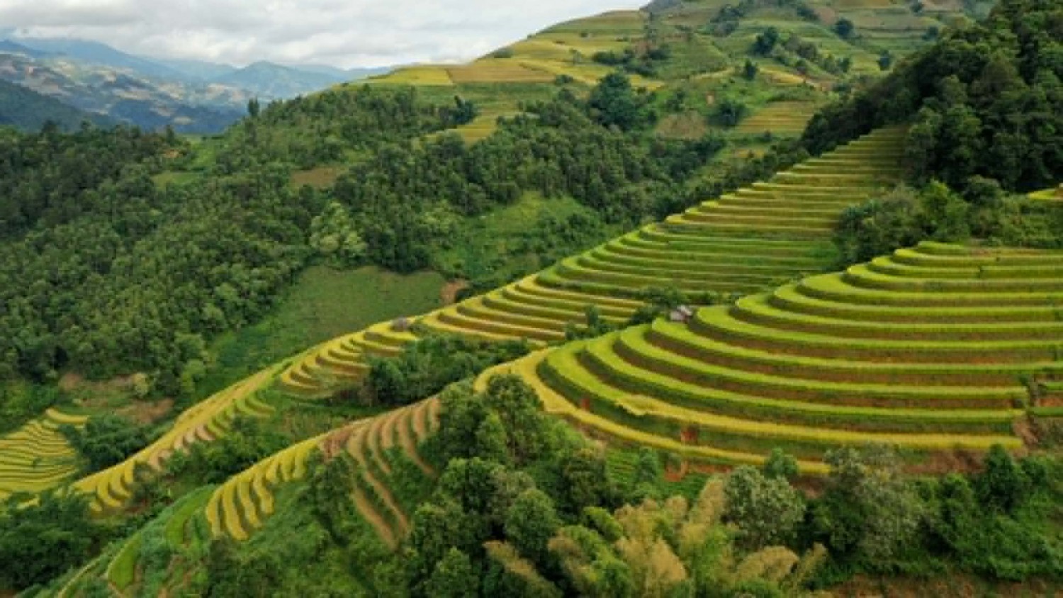 [Chùm ảnh] Mù Cang Chải rực rỡ sắc vàng mùa lúa chín