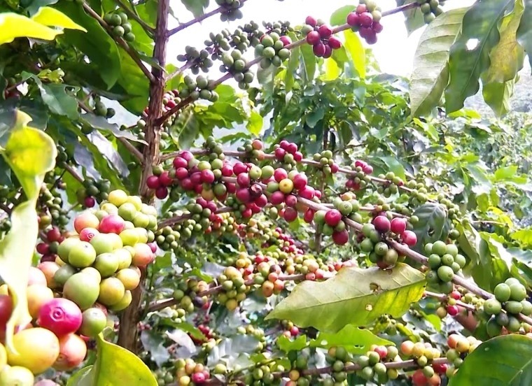 Tin tức nổi bật ngày 19/10: Xuất khẩu cà phê Việt Nam lập kỷ lục 8,5 tỷ USD