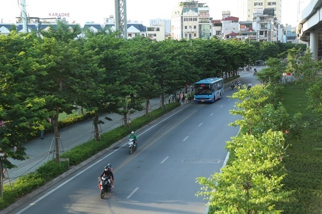 Hà Nội: 18 loài cây cấm trồng nơi công cộng