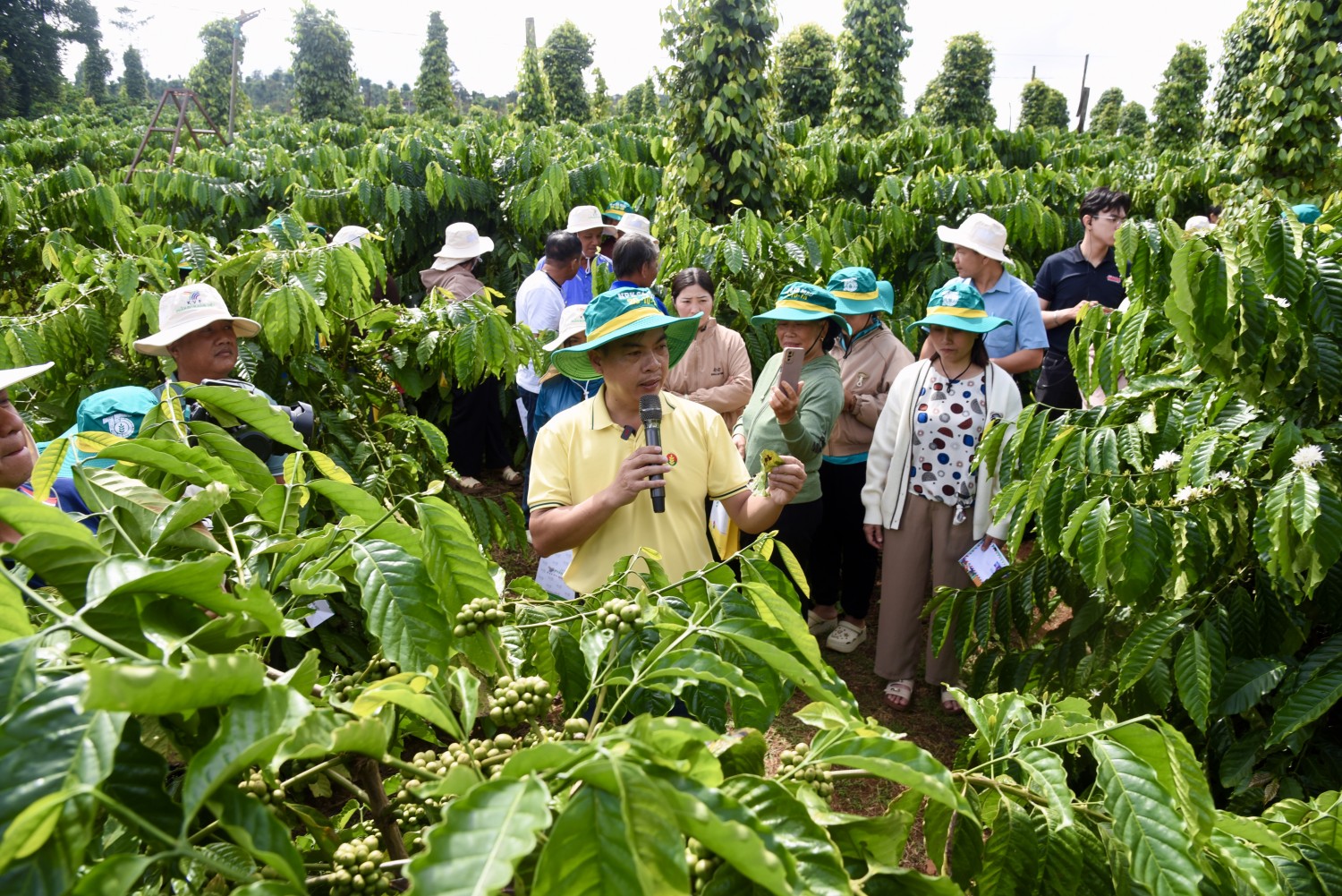 Nâng chất Robusta Việt: Phân bón Cà Mau đưa công nghệ số vào quản lý canh tác tại vùng trồng Nâng chất Robusta Việt: Phân bón Cà Mau đưa công nghệ số vào quản lý canh tác tại vùng trồng