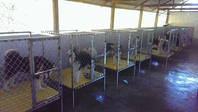 khoc rong vi bo tien trieu cung khong co cho gui thu cung dip tet