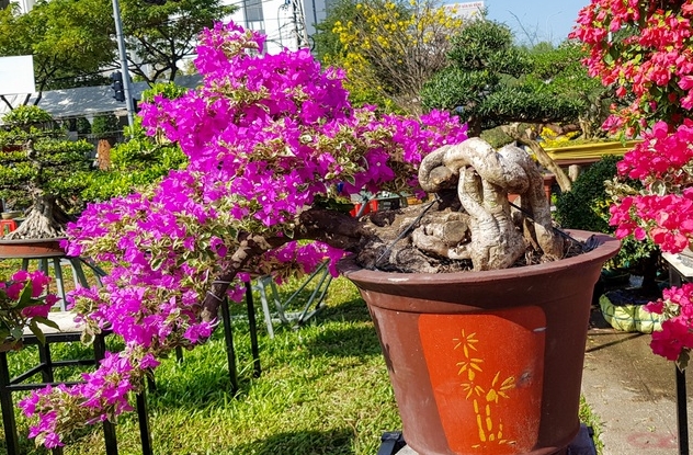 Ngắm những cây hoa giấy "khủng" có giá hàng chục triệu đồng