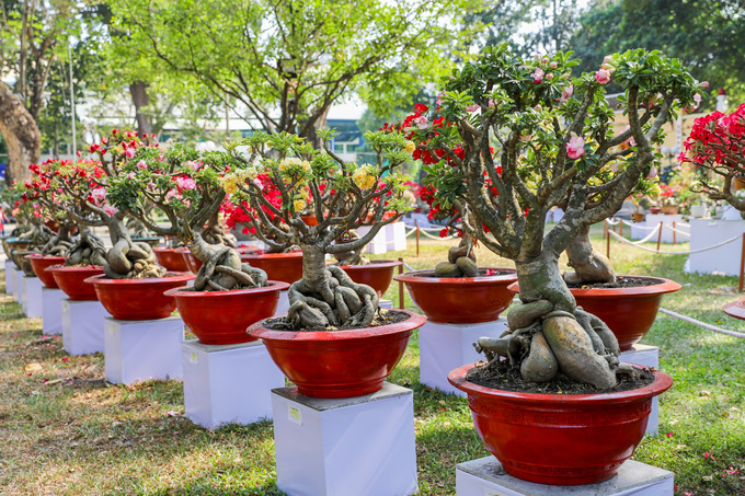 hoi hoa xuan lon nhat sai gon