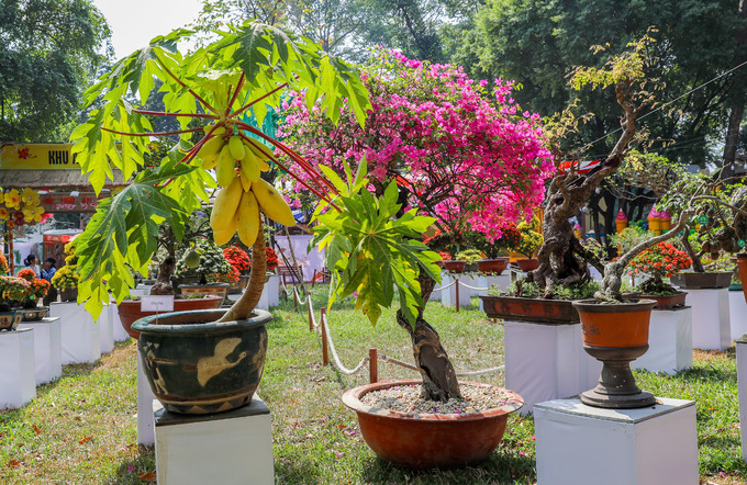 hoi hoa xuan lon nhat sai gon