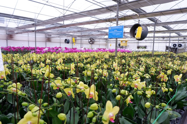Người Việt ứng dụng 