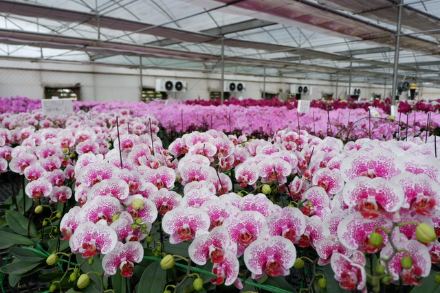 Người Việt ứng dụng 