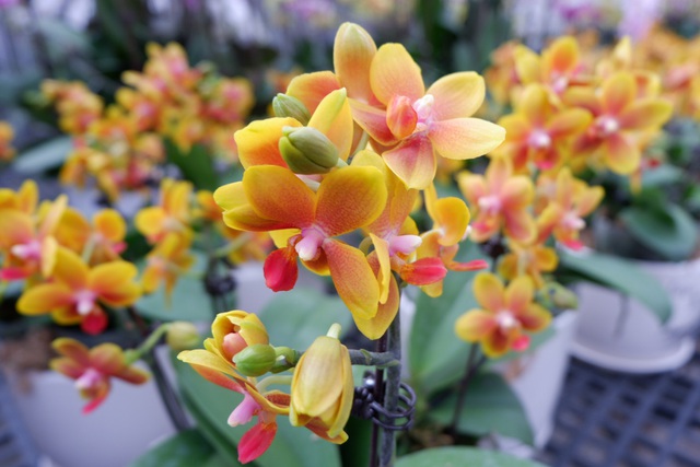 Người Việt ứng dụng 