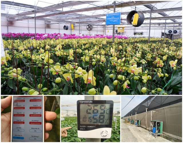 Người Việt ứng dụng "4.0" trồng lan: Hết thời hoa ngoại độc chiếm thị phần hồ điệp Tết Người Việt ứng dụng
