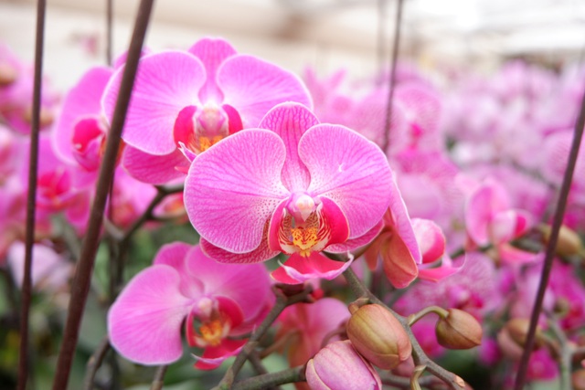 Người Việt ứng dụng 