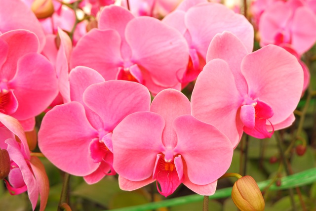 Người Việt ứng dụng 