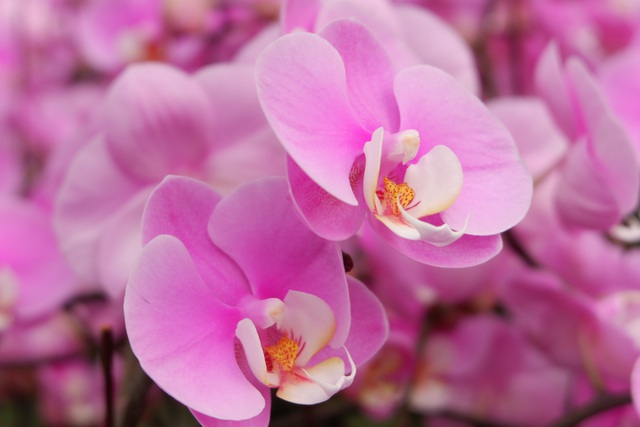 Người Việt ứng dụng 