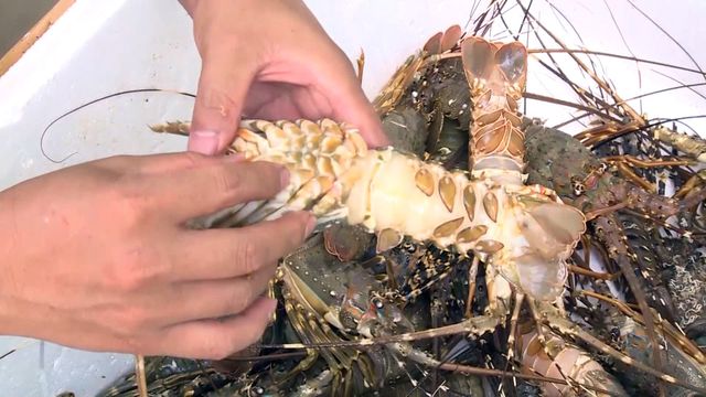 phu yen nguoi dan lao dao vi tom hum chet hang loat