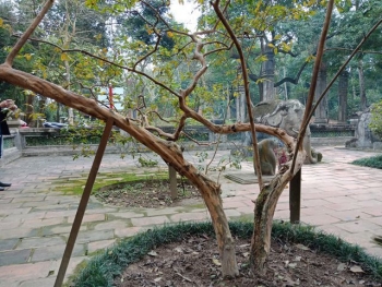 Cận cảnh cây ổi biết "cười", cây đa 300 năm di chuyển một lần “độc nhất” Việt Nam