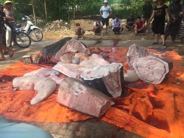 thuc hu thong tin ca voi quy hiem bi xe thit ban